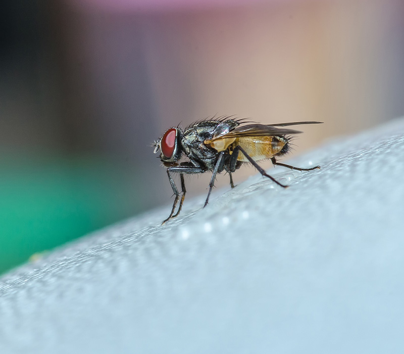 Flies control in Madison, WI