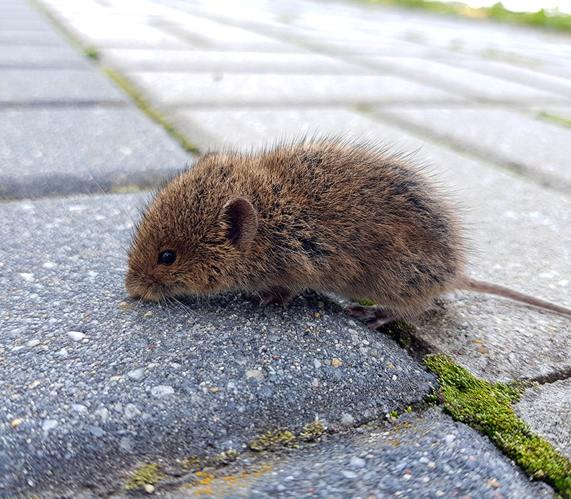Voles control in Madison, WI