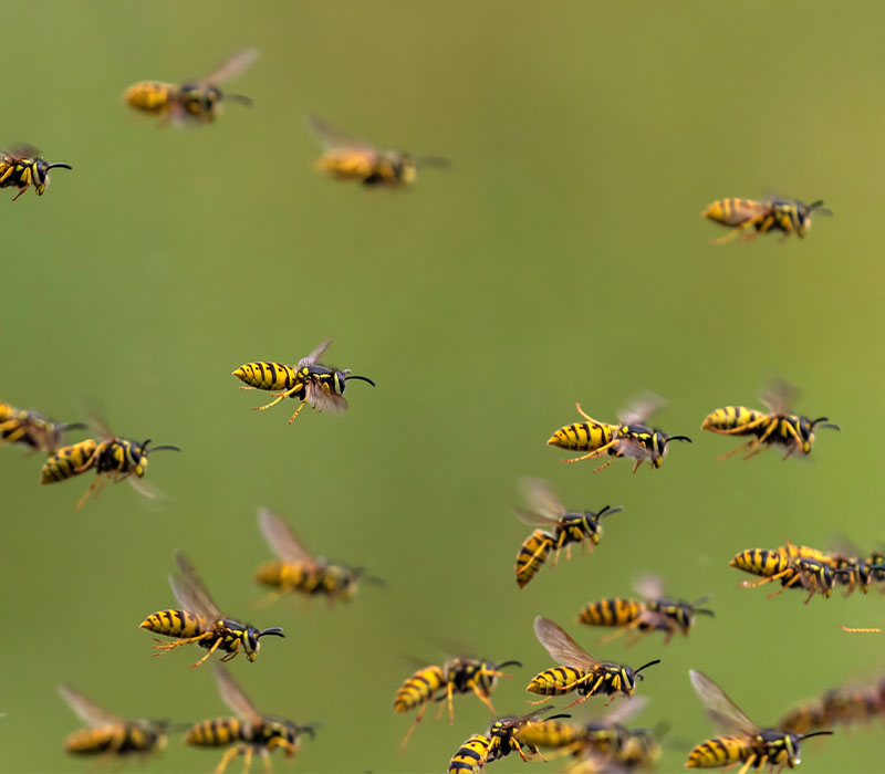 Wasps & Bees control in Madison WI