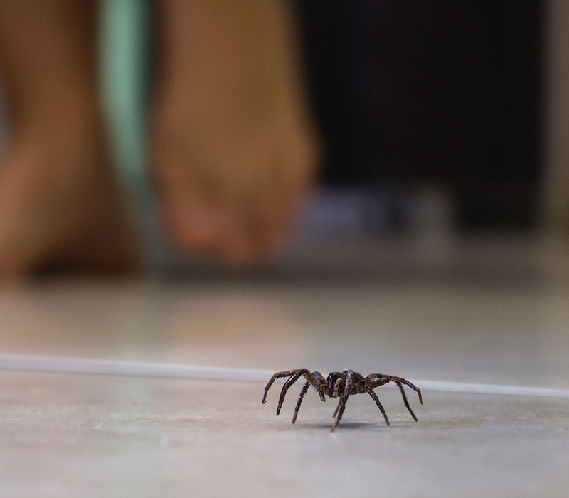 Spiders control in Madison WI