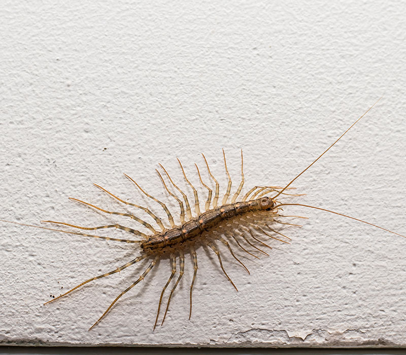 Millipedes control in Madison, WI