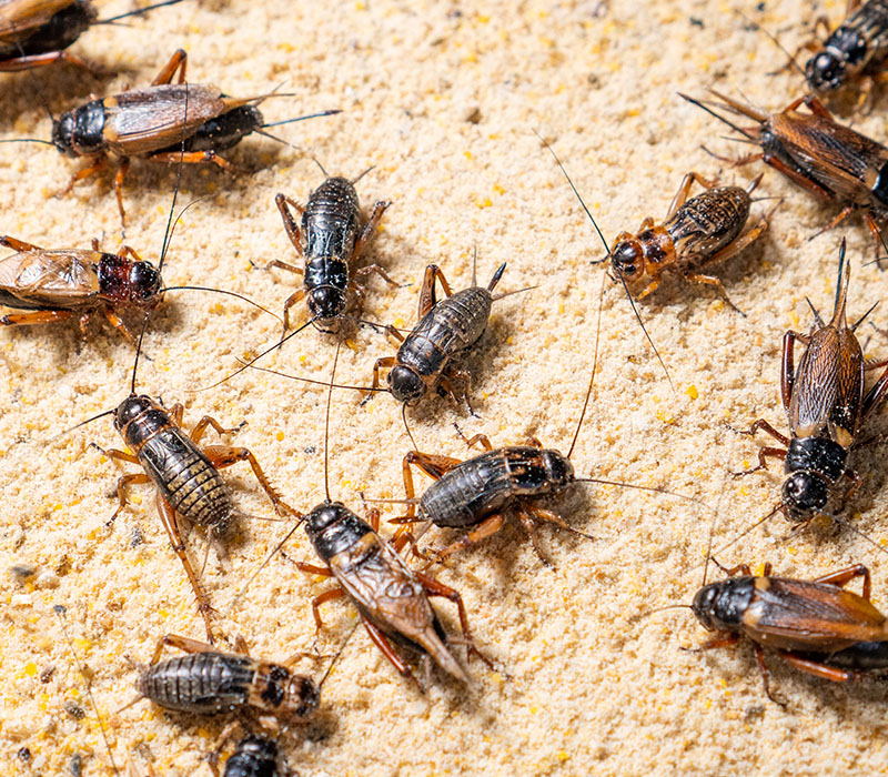 Crickets control in Madison, WI