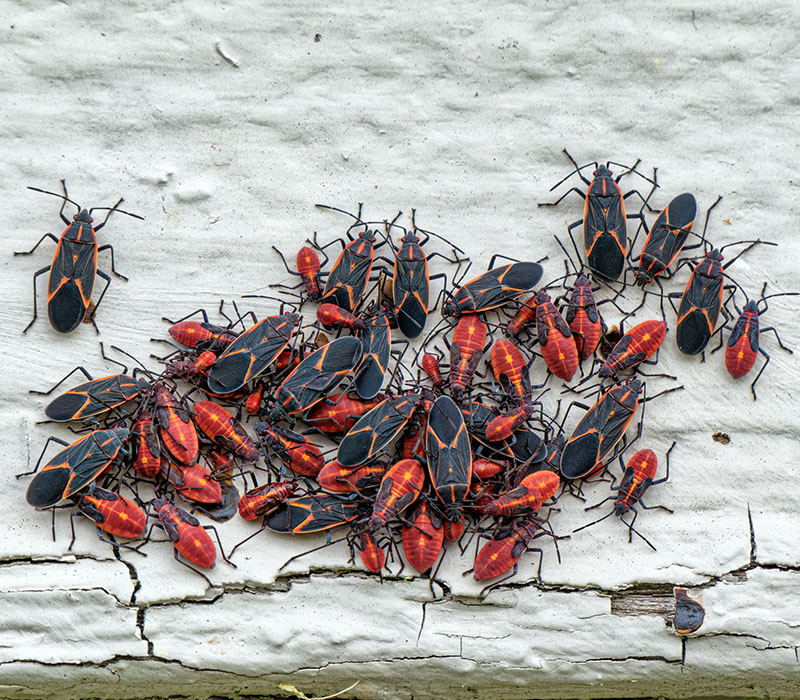 Box Elder Bugs control in Madison WI